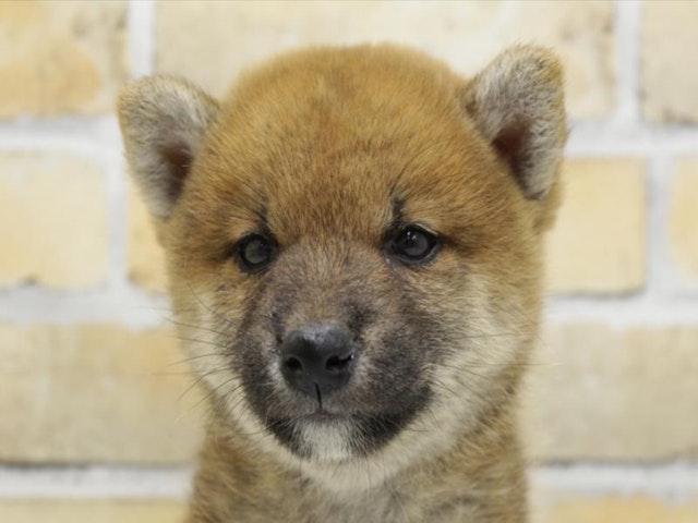 福岡県の柴犬(標準サイズ) (ペッツワン福岡新宮店/2024年9月14日生まれ/男の子/赤)の子犬